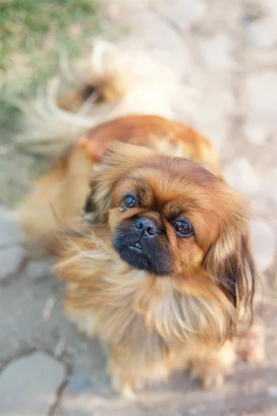 A pekingese puppy, a high-class thoroughbred dog. Pets for family and home.