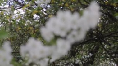 Kapalı kiraz ağacı, bahar dalı.