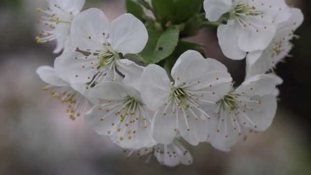 Detailní Třešňový Květ Jarní Větev — Stock video