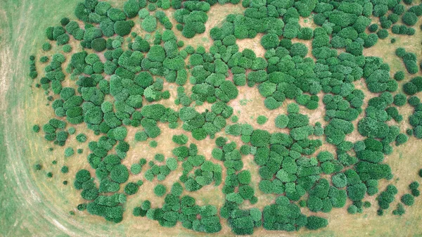 Plantando Arbustos Una Pequeña Granja Industria Agrícola Disparos Desde Dron — Foto de Stock