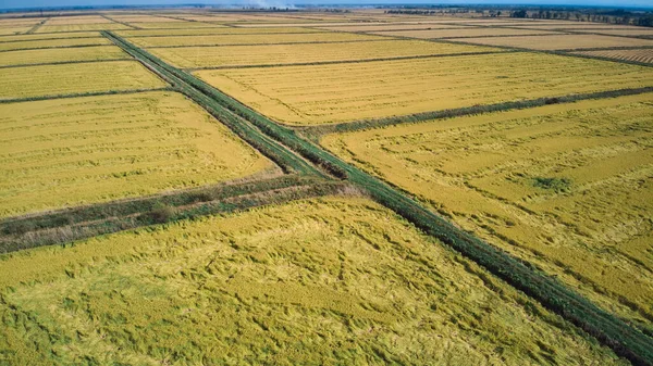 収穫前の田んぼ 収穫の準備ができている穀物を熟す 農業産業 ドローンや空中からの撮影 ロイヤリティフリーのストック写真