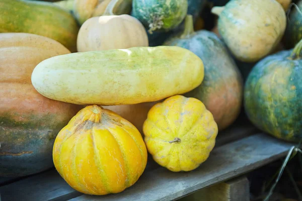 Çeşitli balkabağı seçenekleri. Yiyecek satışları. Pazar..