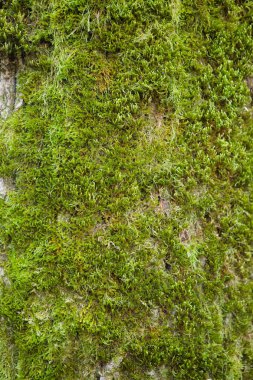 Taş duvar, kalın yeşil yosunlarla kaplı..