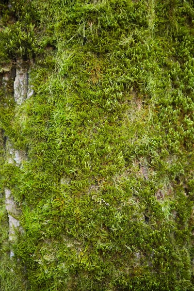 Kamienna Ściana Pokryta Gęstym Miękkim Zielonym Mchem — Zdjęcie stockowe