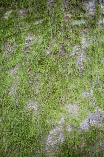 두꺼운 연녹색 이끼로 — 스톡 사진