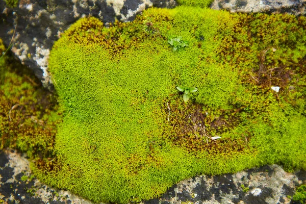 覆满厚厚的软绿色苔藓 — 图库照片