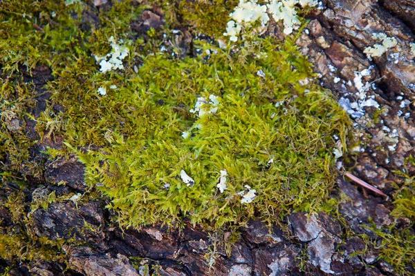 Mur Pierre Recouvert Mousse Verte Épaisse Douce — Photo