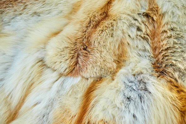 Texture Animal Fur Red Long Hair — Stock Photo, Image