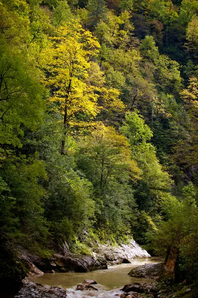 노란색 잎들이 골짜기로 흐르는 가을의 — 스톡 사진