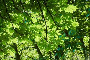 Arka planı bulanık olan yeşil ağaç yaprakları. Doğadaki bitkiler.