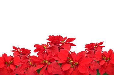 christmas kırmızı poinsettia bitki grubu