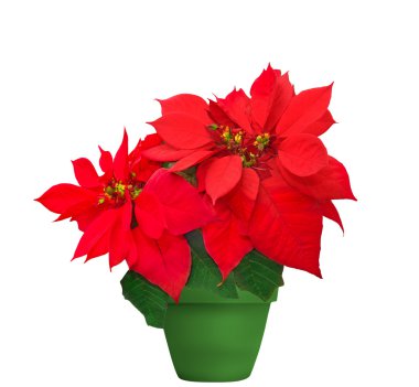 red poinsettia clipart