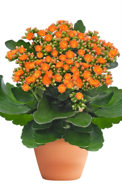 Oranje kalanchoe bloem — Stockfoto