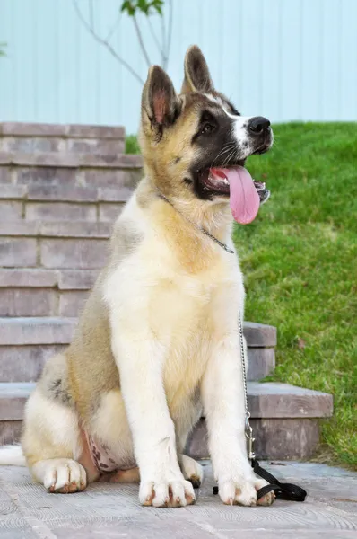 Amerikan akita köpek yavrusu — Stok fotoğraf