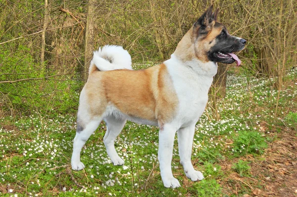 Akita cão — Fotografia de Stock