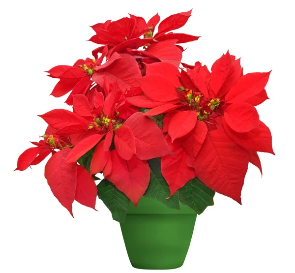 Piękne poinsettia — Zdjęcie stockowe