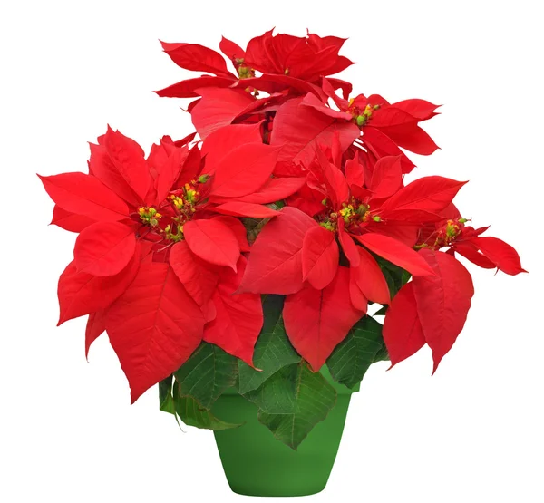 Hermosa poinsettia — Foto de Stock