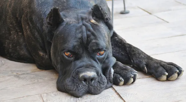 Cane corso cão — Fotografia de Stock