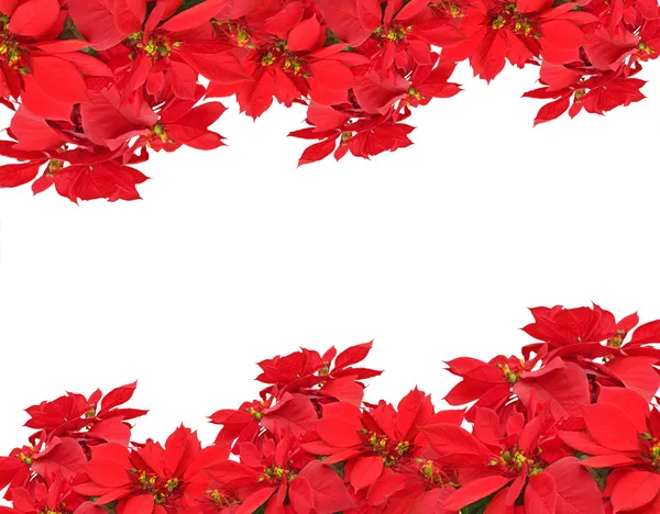 Noel çerçevelemek--dan poinsettias — Stok fotoğraf