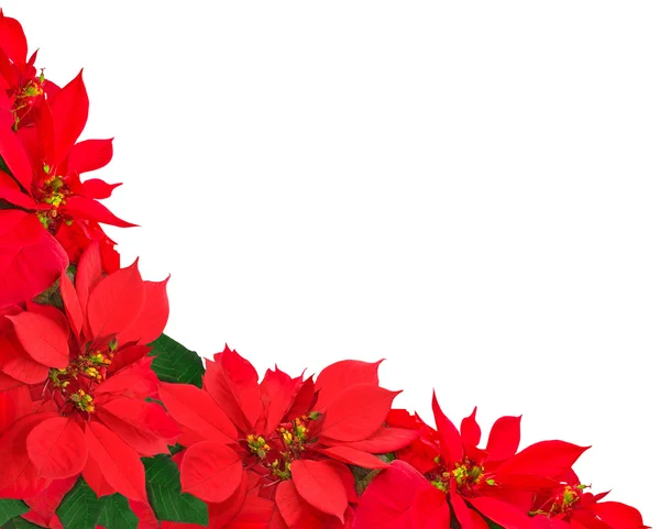 Moldura de Natal de poinsettias — Fotografia de Stock