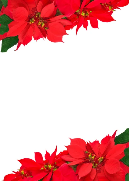 Kerstmis frame van Poinsettia — Stockfoto