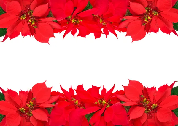 Cornice natalizia da poinsettie rosse — Foto Stock