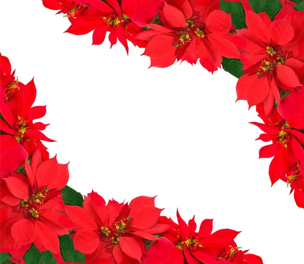 Noel çerçevelemek--dan poinsettias — Stok fotoğraf