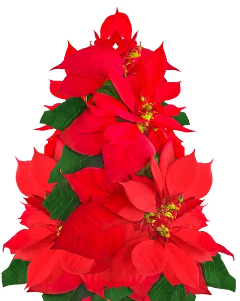 Árbol de Navidad hecho de flores de poinsettia — Foto de Stock