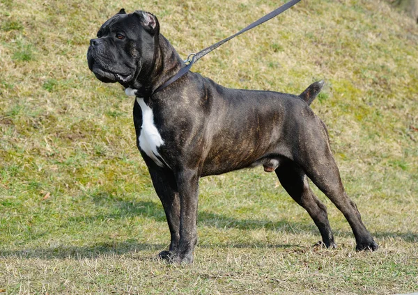 Pes cane corso italsky2 나비 날개에 플래그와 관계의 상징으로 노르웨이 이란 — Stock fotografie