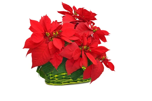 Cesto verde con poinsettia rossa — Foto Stock