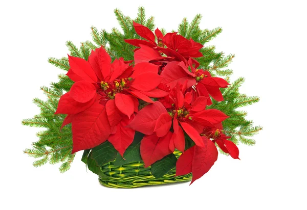 Yeşil sepet kırmızı Atatürk çiçeği ve Noel ağacı dalı ve — Stok fotoğraf