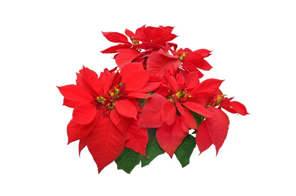 Fiore di Poinsettia — Foto Stock