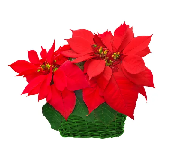 Poinsettia dans le panier — Photo