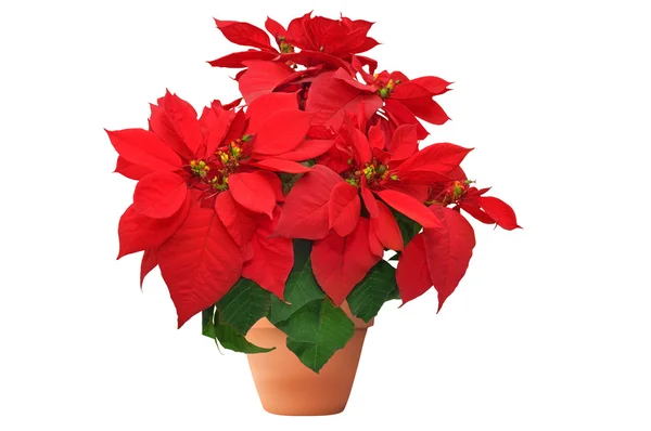 Flor roja de Navidad sobre fondo blanco — Foto de Stock