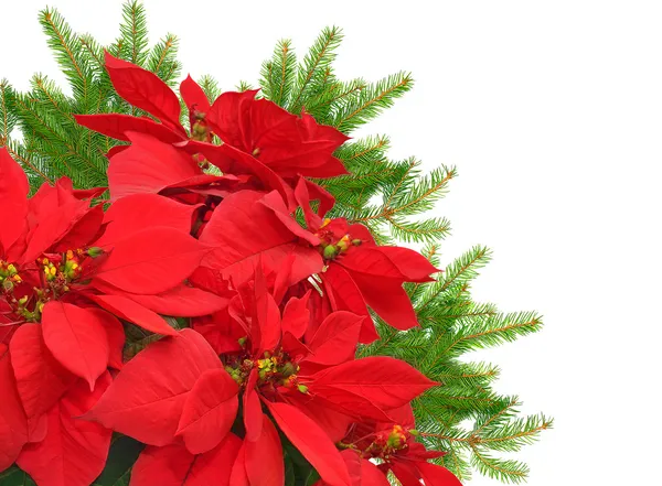 Ramo rosso di poinsettia e albero di Natale — Foto Stock