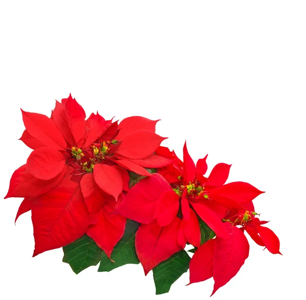 Poinsettia rossa — Foto Stock