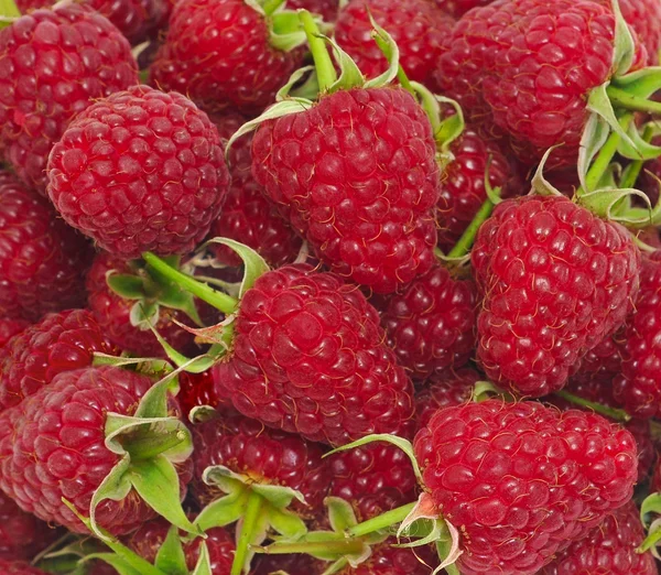 Frambuesas rojas maduras con hojas verdes — Foto de Stock