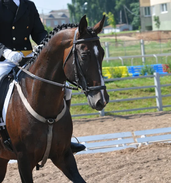 Jinete y caballo — Foto de Stock