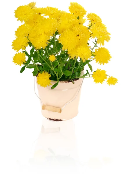 Gula krysantemum i blomkruka — Stockfoto