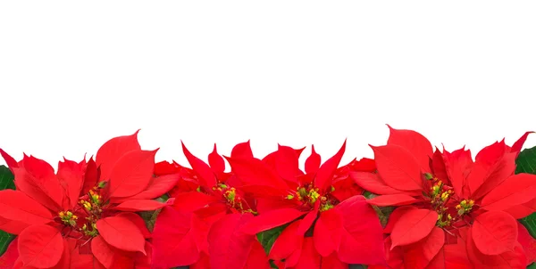 Moldura de Natal de flores poinsettia Imagens Royalty-Free