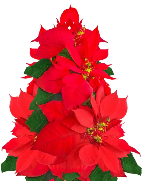 Karácsonyfa készült virágok Mikulásvirág Stock Fotó