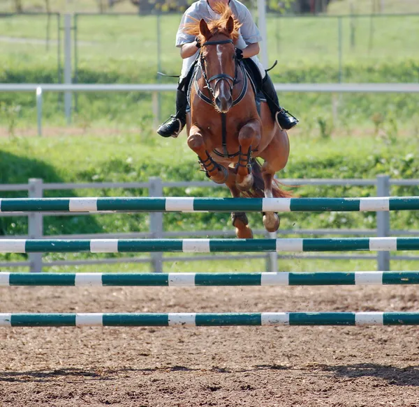 Cavallo alla competizione di salto Foto Stock