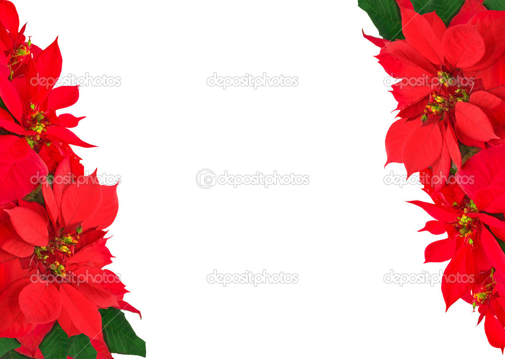 christmas frame from poinsettias