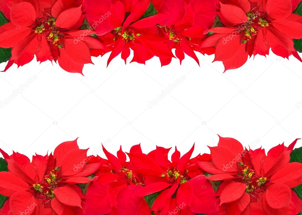 Christmas frame from red poinsettias