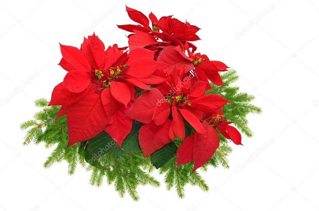 christmas tree branch with red poinsettia