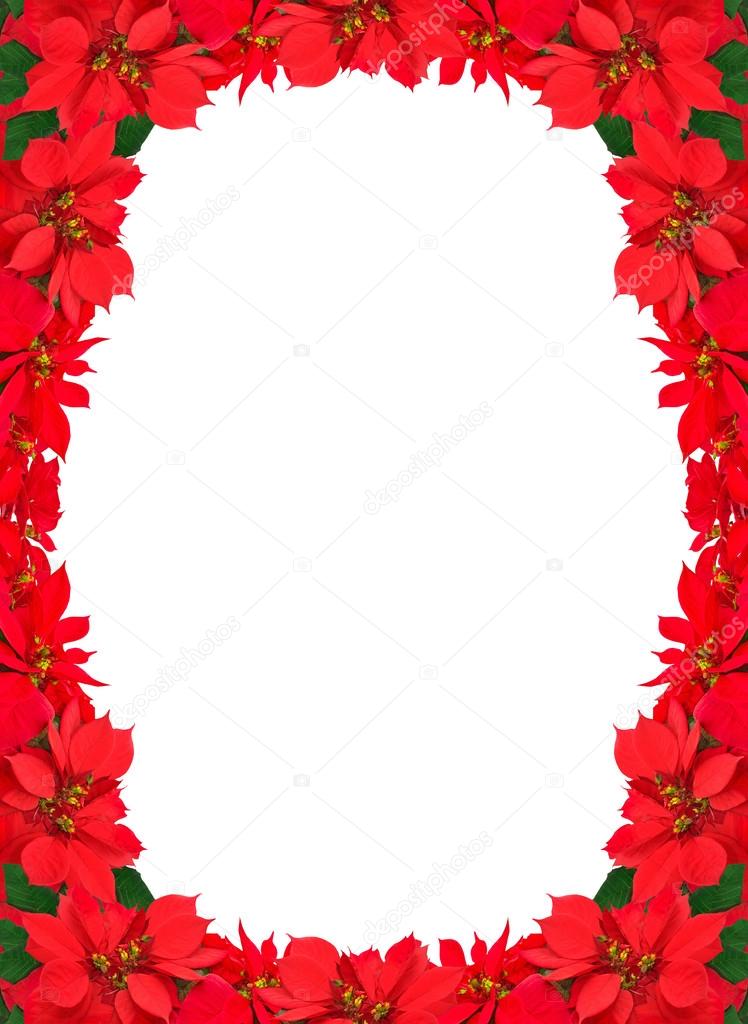 christmas frame from red poinsettias