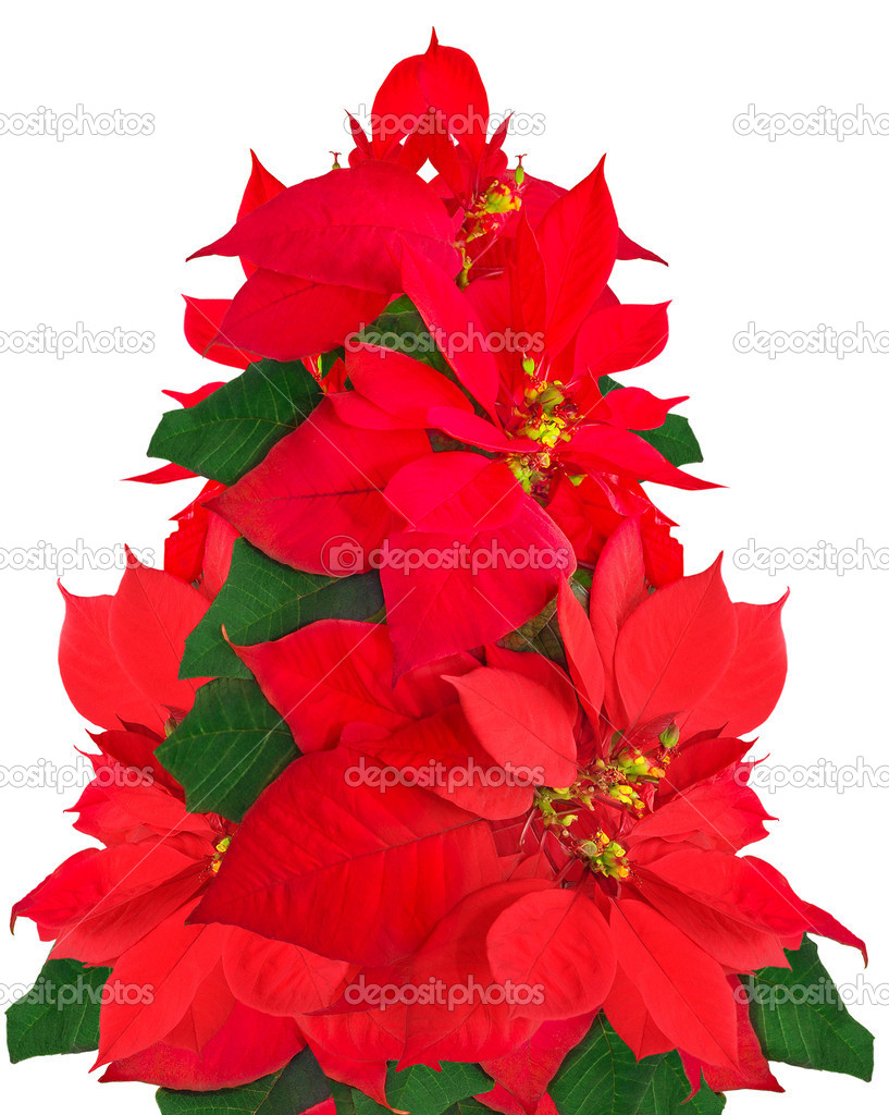 Árbol de nochebuena fotos de stock, imágenes de Árbol de nochebuena sin royalties | Depositphotos Árbol de nochebuena fotos de stock, imágenes de Árbol de nochebuena sin royalties | Depositphotos