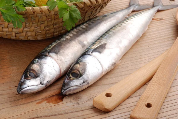 Fresh mackerel — Stock Photo, Image
