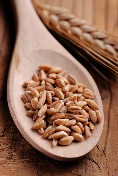 밀의 곡물 — 스톡 사진