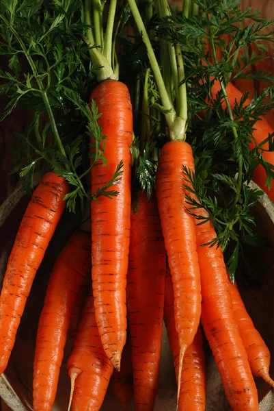 Bouquet de carottes fraîches — Photo